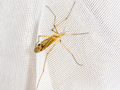 Tipula variicornis